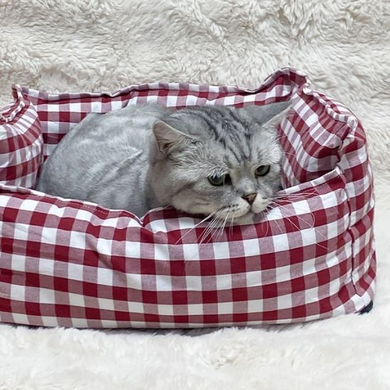 canape-pour-chat-relaxation