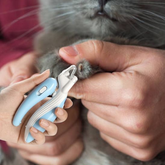 coupe-griffe-chat-toilettage