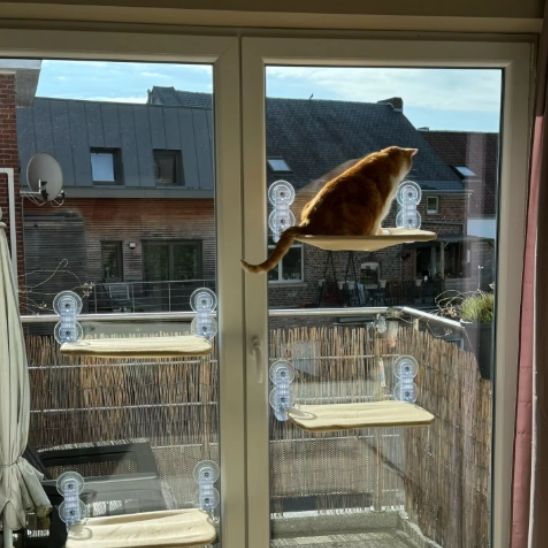 hamac-pour-chat-fenetre-observatoir