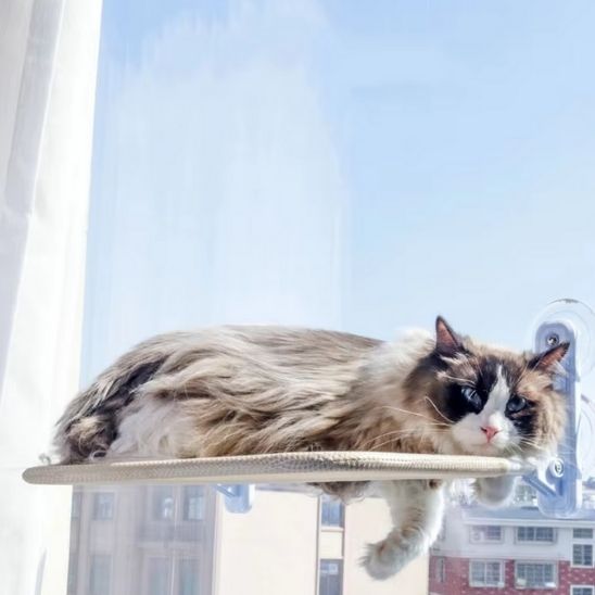 hamac-pour-chat-fenetre-sans-fil