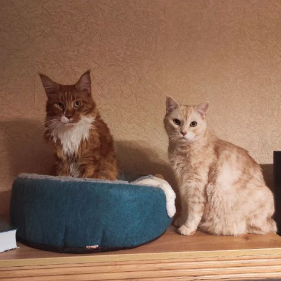 niche-chat-moelleux