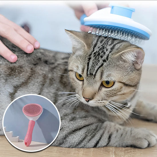 Brosse pour chat | MassyBrosse™