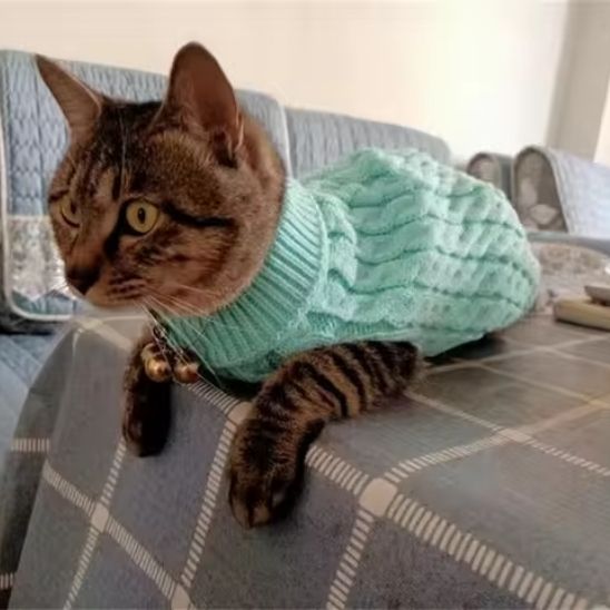 Pull pour chat | WarmCat™