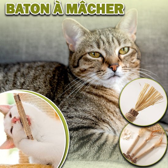 Catbrush™ Baton à mâcher - CONFORTDEMONCHAT